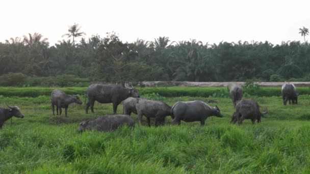 Un troupeau de bisons sur le chemin du retour à la cage.