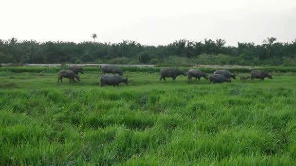 Rebaño Los Buffaloes Regresa Casa Desde Campo Césped — Vídeo de stock