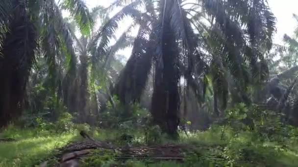 Abajo Colina Plantada Con Plantaciones Palma Aceite Una Luz Del — Vídeos de Stock