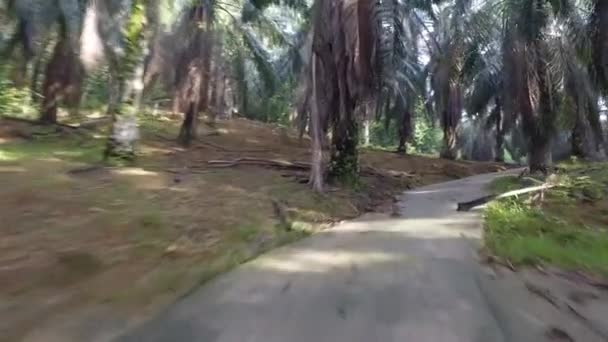 En haut de la colline plantée de palmiers à huile. La balle prise le matin à la lumière du soleil.