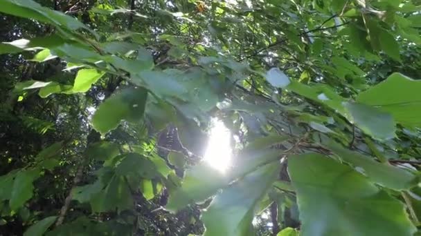 Forêt Tropicale Ombrophile Avec Arbres Verts Feuilles Matinée Ensoleillée — Video
