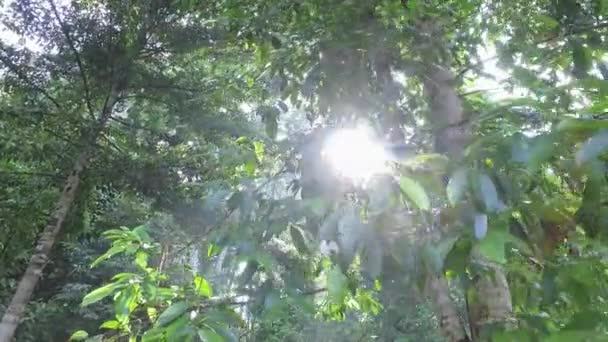 Manhã Floresta Tropical Luz Solar Difusa Através Das Folhas — Vídeo de Stock