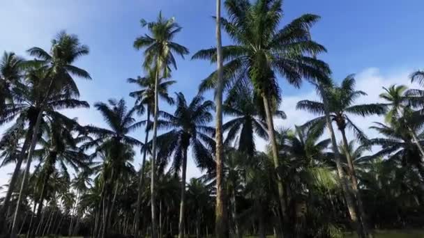 Кокосовые Плантации Утрам Ферма Маленькой Деревне Пенанге Малайзия — стоковое видео
