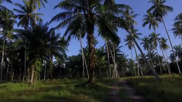 Tournage des noix de coco le matin. Les cocotiers plantés des deux côtés du sentier.