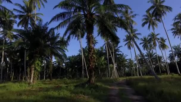 Coqueiro Atirar Manhã Coqueiros Plantados Ambos Lados Caminho — Vídeo de Stock