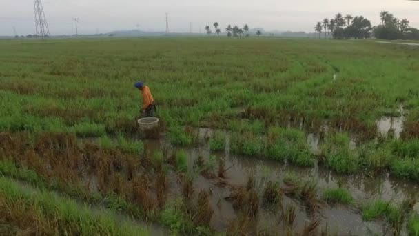 Bukit Mertajam Malaysia April 2018 Farmer Harvest Rice Paddy Malaysia — Stockvideo