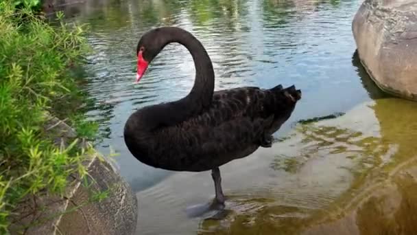 Cisne Negro Nadar Piscina Jardín — Vídeo de stock