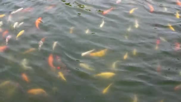 Peixes Koi Nadam Lagoa — Vídeo de Stock