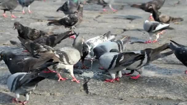 Güvercinler Sokakta Yemek Yer — Stok video