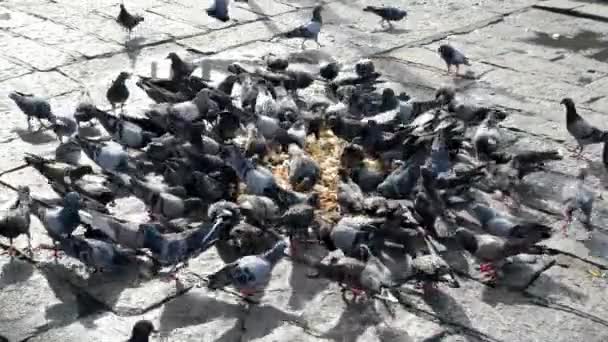 Tauben Genießen Frühmorgens Futter Boden — Stockvideo