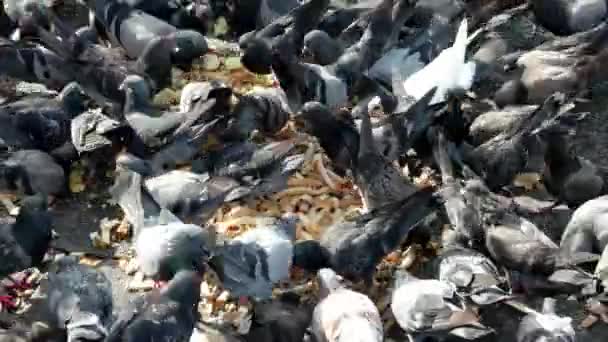 Long Zoom Dove Eat Bread Floor — Stock Video