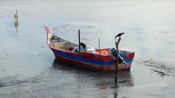 一只乌鸦呆在渔船旁边的行李箱里 — 图库视频影像