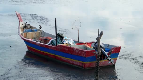 Een Kraai Zoek Naar Voedsel Boot — Stockvideo