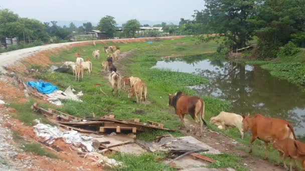 Vacas Passam Lixo Além Rio — Vídeo de Stock