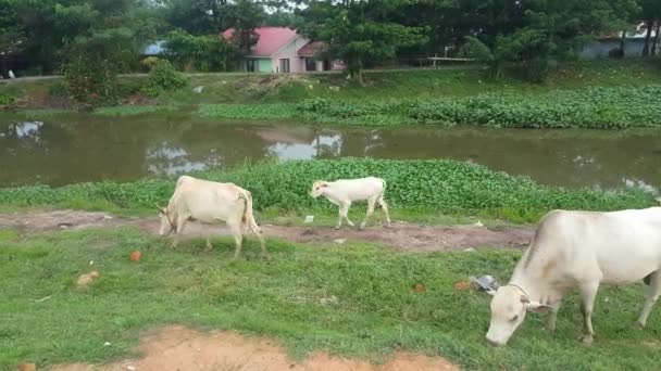 Cattle Follow Cow Back River — Stock Video