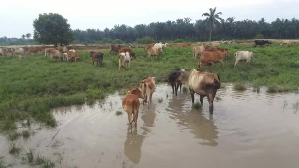 La vache rentre chez elle après une journée de pluie .