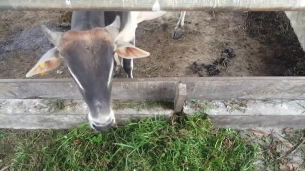 Una Vaca Come Hierba Dentro Jage Feed Por Agricultor — Vídeos de Stock