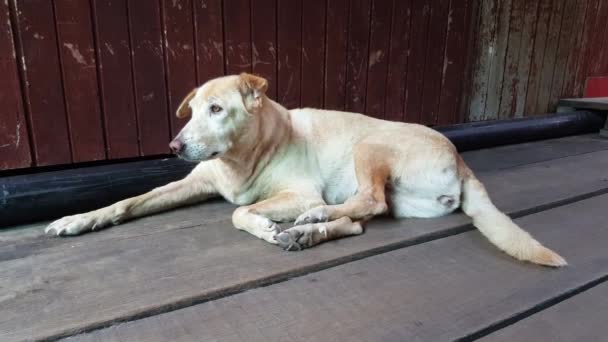 Cão Solitário Senta Perto Casa Madeira — Vídeo de Stock