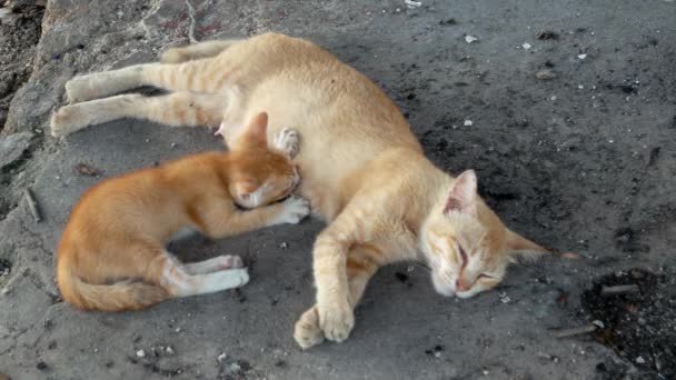 Gato Naranja Amamantando Cerca Del Pueblo Pesquero — Vídeo de stock