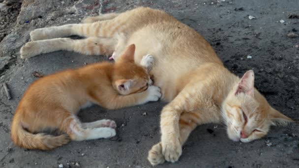 オレンジの子猫が母親から牛乳を飲む — ストック動画