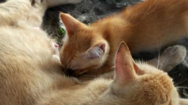 Sarı kedi yavrusunu emziriyor..