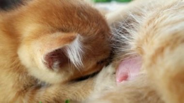 Yavru kedi emzirirken meme ucuna yakın çekim..