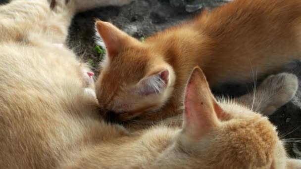 Yellow Cat Breastfeeding Its Kitten — Stock Video
