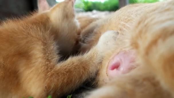 Ein Kätzchen Bekommt Die Milch Von Seiner Mutter — Stockvideo