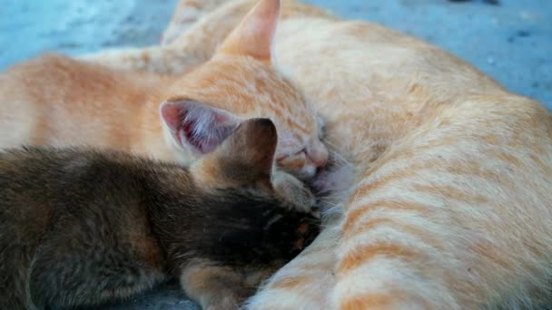 Yellow Kitten Black Kitten Breastfeeding Yellow Cat — Stock Video