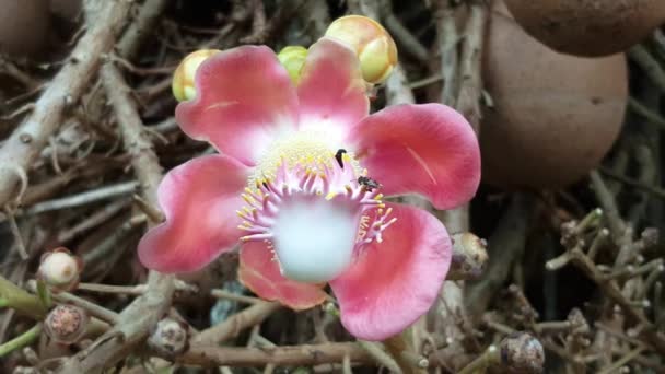 Bin Samlar Nektar Vid Canon Ball Frukt Blommor — Stockvideo