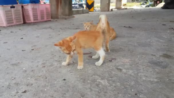 Cat Play Each Other Fishing Village — Stock Video