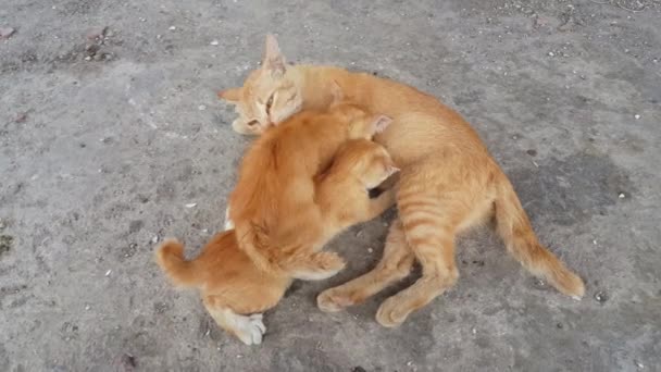 Madre Amor Gato Mamá Dos Bebé Gatito Por Amamantamiento — Vídeos de Stock