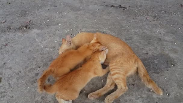 猫妈妈舔着猫宝宝的毛皮喂奶 — 图库视频影像