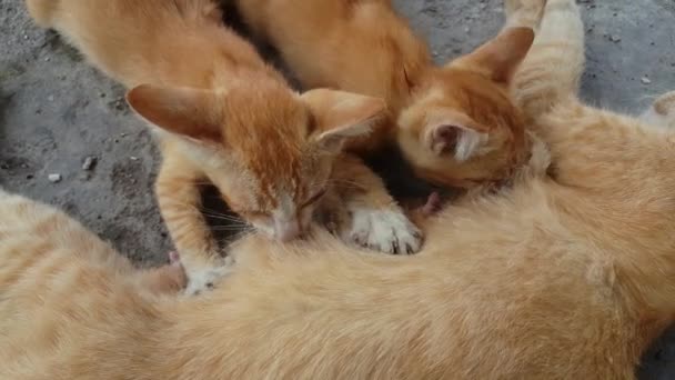 Ângulo Alto Gato Alimenta Leite Por Sua Mãe — Vídeo de Stock