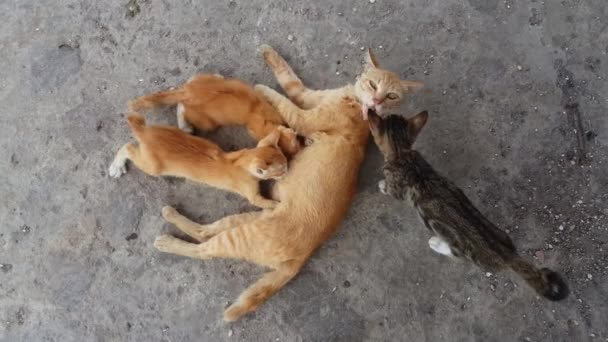 Sarı Kedi Anneden Sarı Kedi Yavrusuna Kedi Ananın Kara Kediye — Stok video