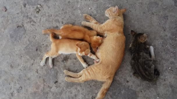 Acercar Amamantar Gatito Una Espera Negra Junto Espera Alimentación — Vídeos de Stock