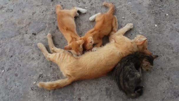 Dois Bebê Bonito Gato Está Bebendo Leite Gato Mãe — Vídeo de Stock