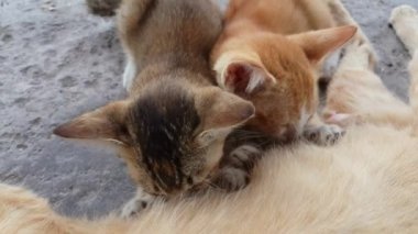 Bir siyah kedi yavrusu ve bir turuncu kedi yavrusu kedi anneden süt içerler..