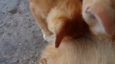 Güzel kedi yavrusu kedi anneden süt içmek için mücadele ediyor..