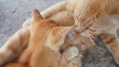 Kedi bir anneyi yavrusuna emziriyor..