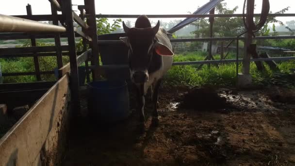 Vaca Pie Junto Barandilla Por Mañana Kampung Malayo Malasia — Vídeo de stock