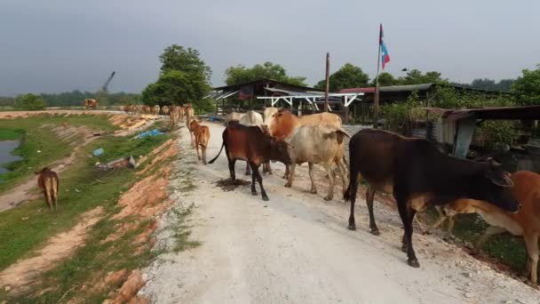 マレーシアのマレー カンプン 英語版 にある牛の群れがクラールを離れる — ストック動画