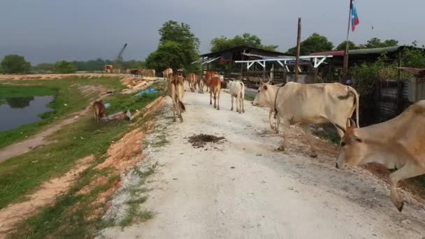 Vaca Deja Mierda Camino Malasia Kampung Malayo — Vídeo de stock