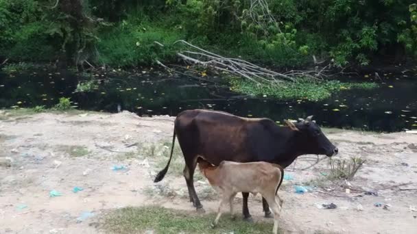 Borstvoeding Koe Moeder Aan Kalf Aan Vuile Zwarte Rivier Bij — Stockvideo