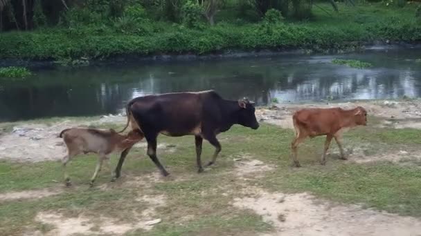 Ternero Beber Leche Madre Vaca Mientras Que Viaje Salir Kampung — Vídeos de Stock