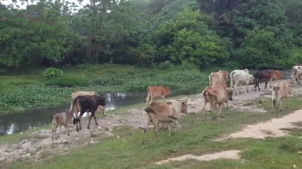 牛の群れがマレーシアのマレー カンプンで屋外に出る間に牛の母親の母乳育児 — ストック動画