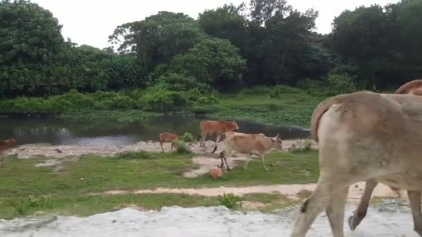 Side Schieten Groep Koeien Lopen Langs Rivier Bij Malay Kampung — Stockvideo