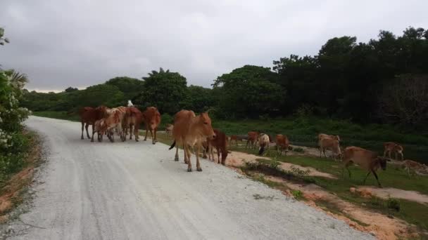 Grupo Vacas Caminan Camino Kampung Malayo Malasia — Vídeos de Stock