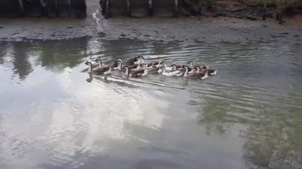 Χήνες Κολυμπούν Ευτυχισμένοι Στο Ποτάμι Στο Juru Kampung Pulau Pinang — Αρχείο Βίντεο