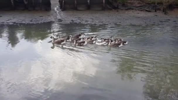 Ganzen Zwemmen Gelukkig Rivier Bij Juru Kampung Pulau Pinang Maleisië — Stockvideo